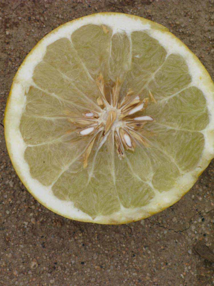              Fruit cross-section of  Citrus maxima         (Siamese Sweet, Riverside, CA)       